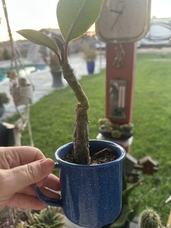Plumeria area is in a pot 10 bucks
