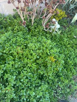 Free Baby Sun Rose Succulents
