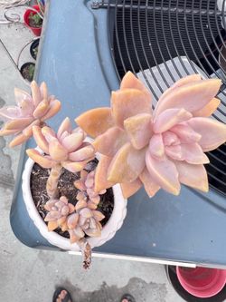 Ghost Plant Succulent