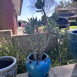 Lovely Succulent For Sale