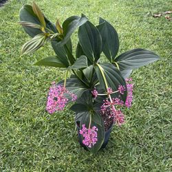 sylvia plant Sylvia plant main image 1