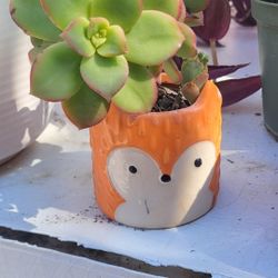 Fox Succulent 