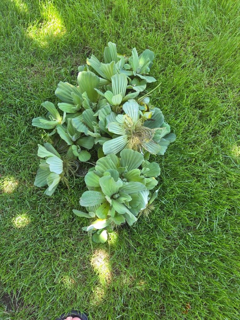 FREE POND PLANTS
