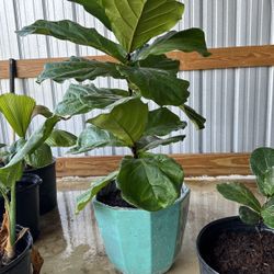 Fiddle Leaf Fig Plant