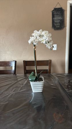 Orchid Decor