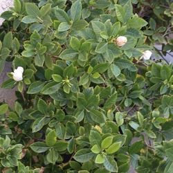 Gardenia Fragrance Plants.
