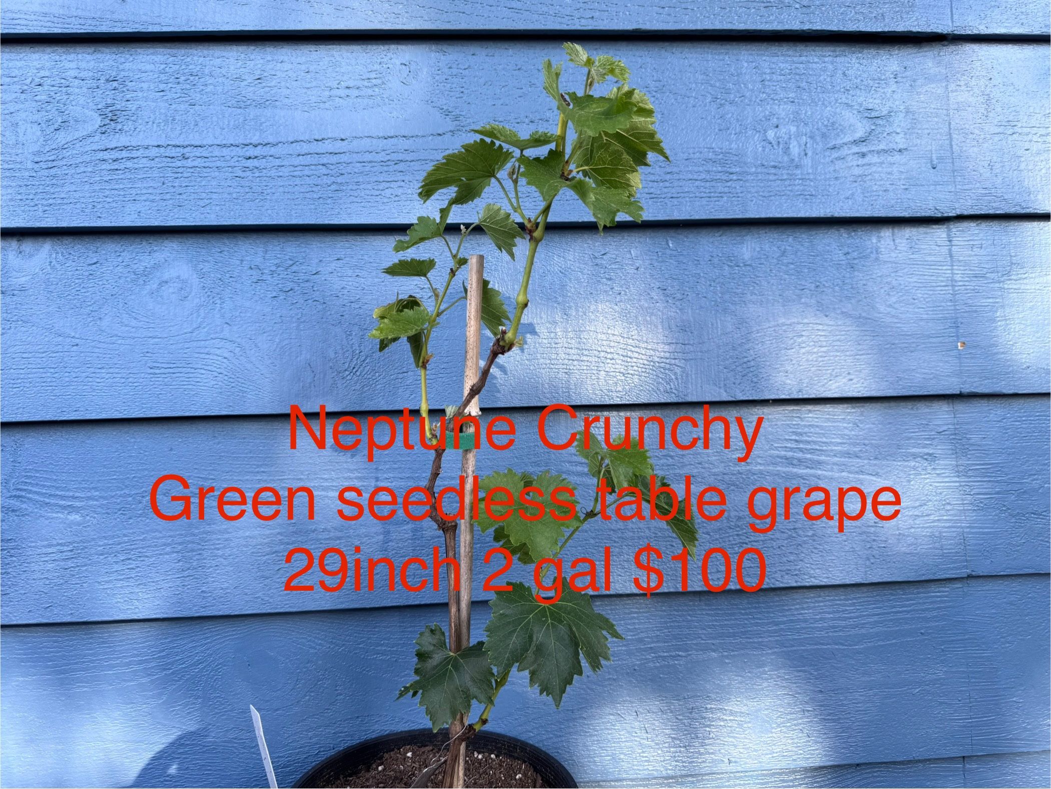 Neptun Crunchy Green seedless table grape plant
