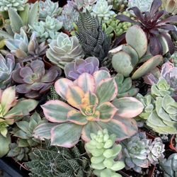 Succulents