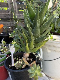 Succulent Plant