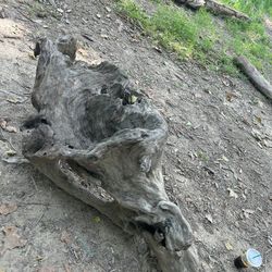 Artistic Tree Stump 