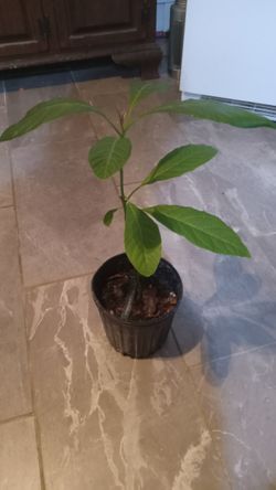Hass Avocado Tree 