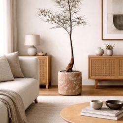 5 Ft. Queensland Bottle Tree/ Brachychiton Rupestris (Planter Included)