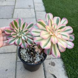 Aeonium Pink Witch 