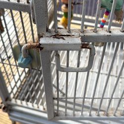 Bird Cage 
