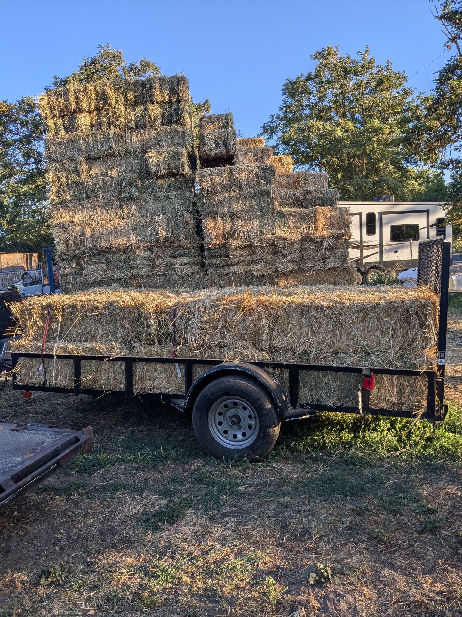 Grass Mix