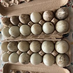 Fresh Farm Eggs 