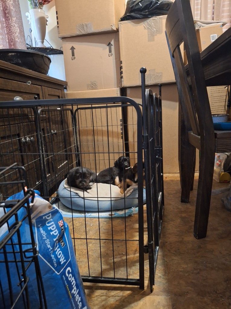 Kennel For Sale