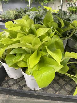 Plants