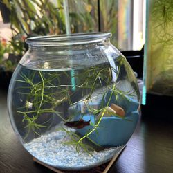 Desktop Betta Fish Bowl With Gravel Plants And Decorations for Sale in San  Diego, CA - OfferUp