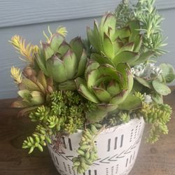 Succulent Arrangement In Ceramic Pot