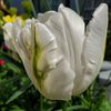 OnlinePurchaser