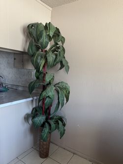 $40  Planta Decorativa  Artificial  