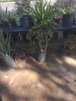 Plants