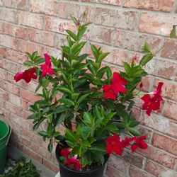 Mandevilla Plant 