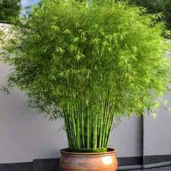 $100.00 For 10  Twelve Inch Cold Hardy Yellow Groove Running Bamboo Plant Rhizome, Freshly Dug Up Per Order. Yellow Groove bamboo 