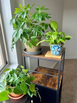 Indoor Potted Plants - different prices