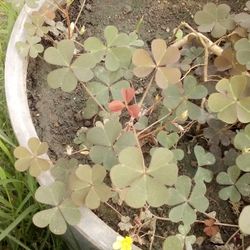 3'leaf☘️Clover (Trébol)