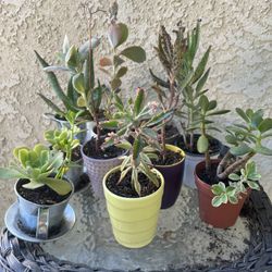 $5 Succulents 