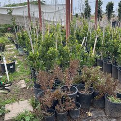 Ficus Plants