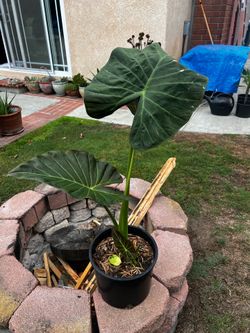 Regal Shields Elephant Ear Plant