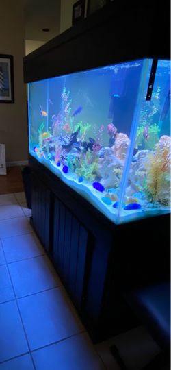 Aquarium fish tank and stand