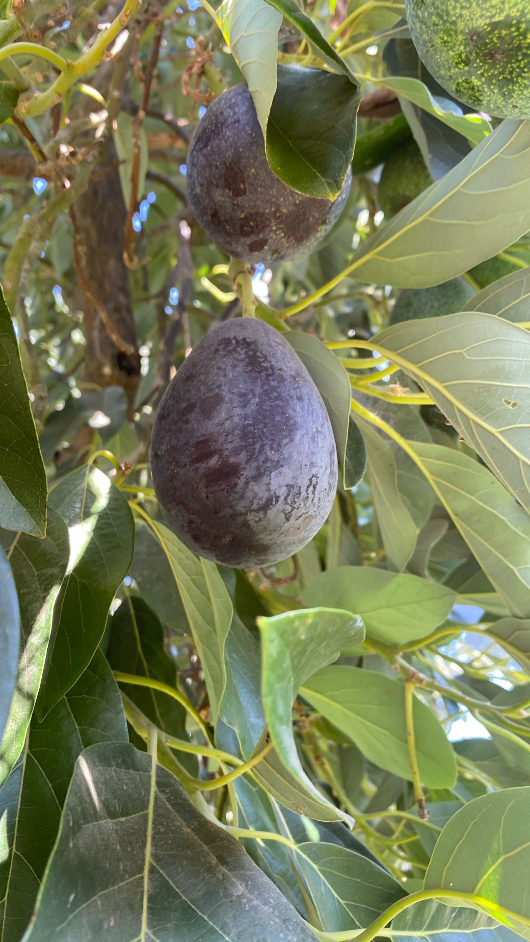 Organic Avocados