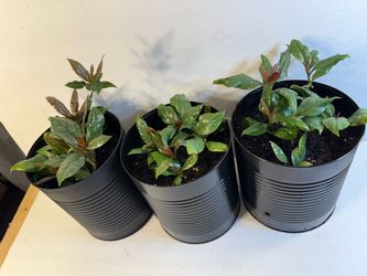 Houseplants uña de gato 🪴plantas medicinales para la diabetes $25 por maceta