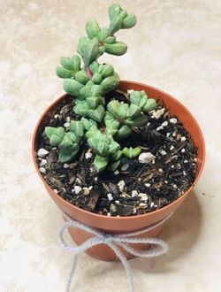 Beautiful succulent!