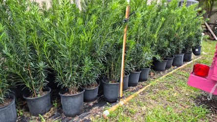 Beautiful Podocarpus Plants 3 feet Tall. Fertilized