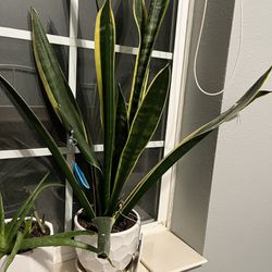 Larger snake plant & pot—$10 