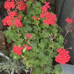 Geranium coral hybrid plant