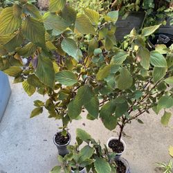 $5 Each Perilla Shiso Asian Japanese Chinese Vietnamese Herb Live Plant Leaves are Purple and Green  Cash only  Pick up in North San Jose, By appointm