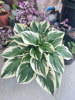 Full Pot Hosta Outdoor Plant (white edges)