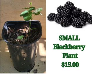 Small blackberry Plant
