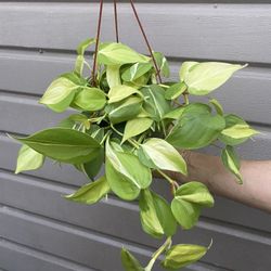 6” Brazil Philodendron