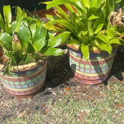 Bromeliad
