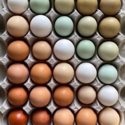 Eggs 1 Dozen