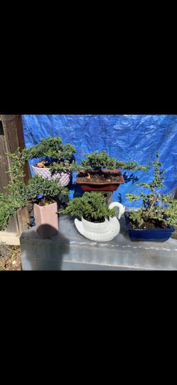 Bonsai Plants For Sale $50 Each