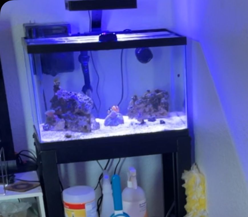 SALTWATER TANK SETUP