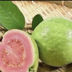 Pink Guava Trees 4F The Tall $40 Each Price Firm 